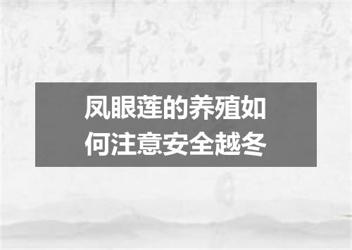 凤眼莲的养殖如何注意安全越冬