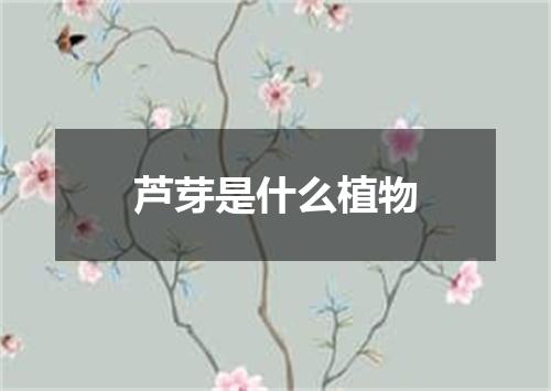 芦芽是什么植物