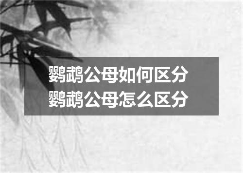 鹦鹉公母如何区分 鹦鹉公母怎么区分