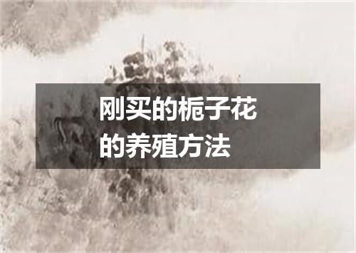 刚买的栀子花的养殖方法