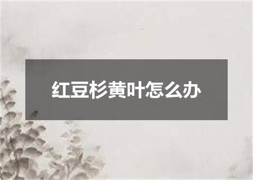 红豆杉黄叶怎么办