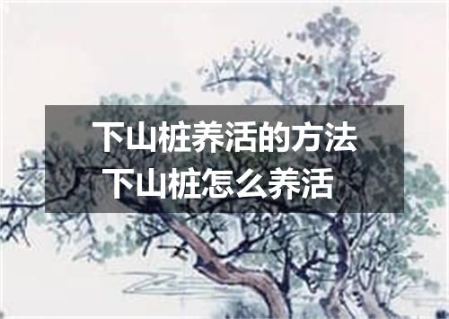 下山桩养活的方法 下山桩怎么养活