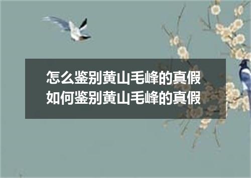怎么鉴别黄山毛峰的真假 如何鉴别黄山毛峰的真假