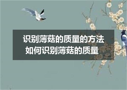 识别薄菇的质量的方法 如何识别薄菇的质量