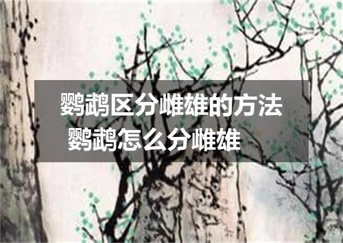 鹦鹉区分雌雄的方法 鹦鹉怎么分雌雄