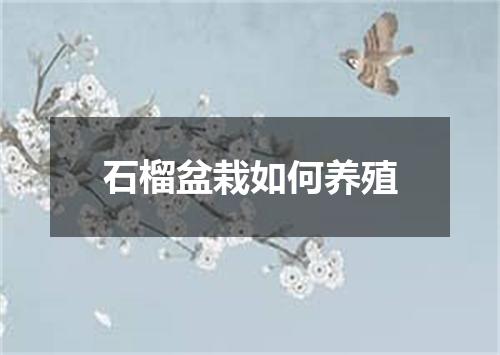 石榴盆栽如何养殖