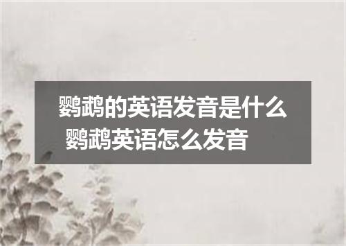 鹦鹉的英语发音是什么 鹦鹉英语怎么发音