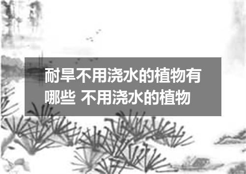 耐旱不用浇水的植物有哪些 不用浇水的植物