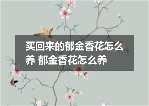 买回来的郁金香花怎么养 郁金香花怎么养