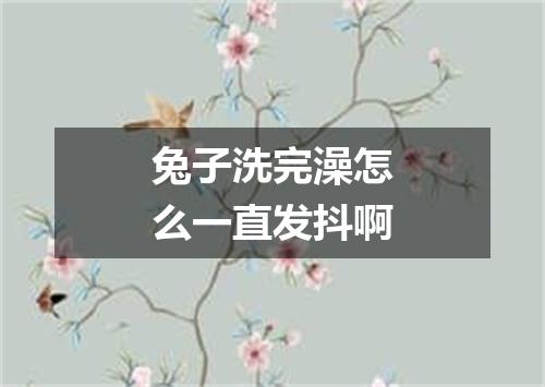 兔子洗完澡怎么一直发抖啊