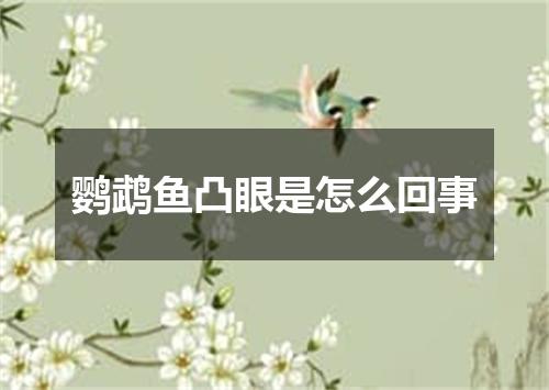 鹦鹉鱼凸眼是怎么回事