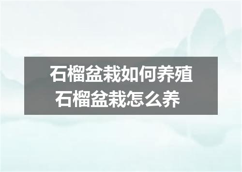 石榴盆栽如何养殖 石榴盆栽怎么养