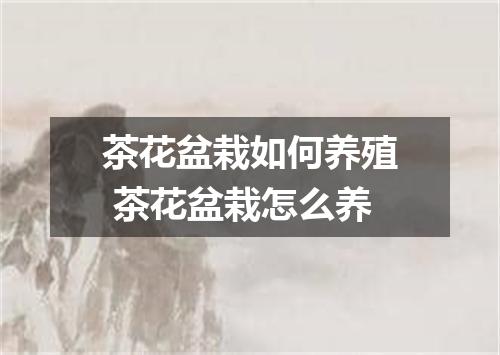 茶花盆栽如何养殖 茶花盆栽怎么养