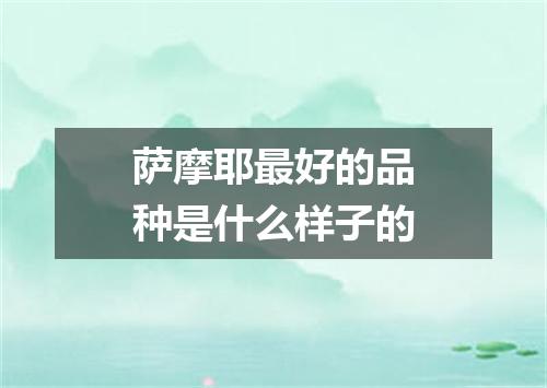 萨摩耶最好的品种是什么样子的