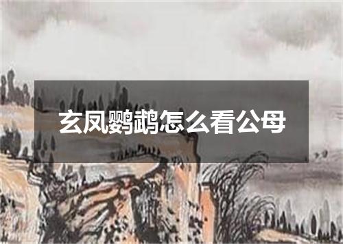 玄凤鹦鹉怎么看公母