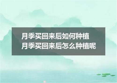 月季买回来后如何种植 月季买回来后怎么种植呢