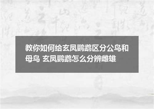 教你如何给玄凤鹦鹉区分公鸟和母鸟 玄凤鹦鹉怎么分辨雌雄