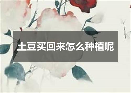 土豆买回来怎么种植呢