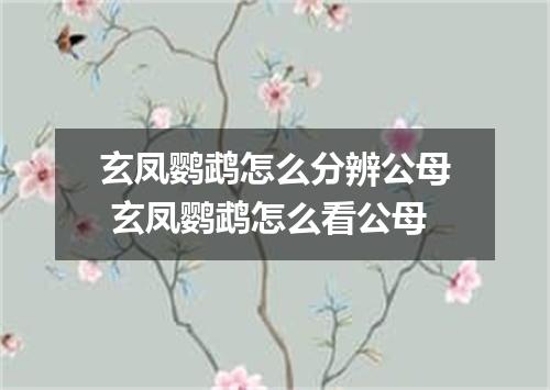 玄凤鹦鹉怎么分辨公母 玄凤鹦鹉怎么看公母