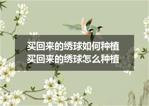 买回来的绣球如何种植 买回来的绣球怎么种植