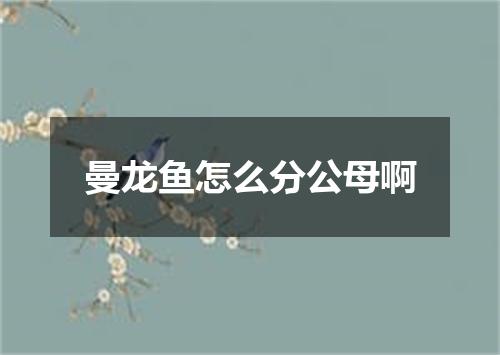 曼龙鱼怎么分公母啊