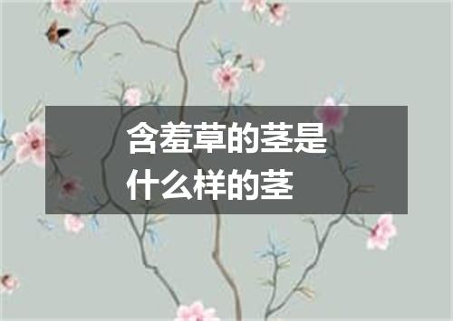 含羞草的茎是什么样的茎