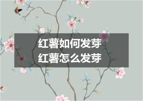 红薯如何发芽 红薯怎么发芽