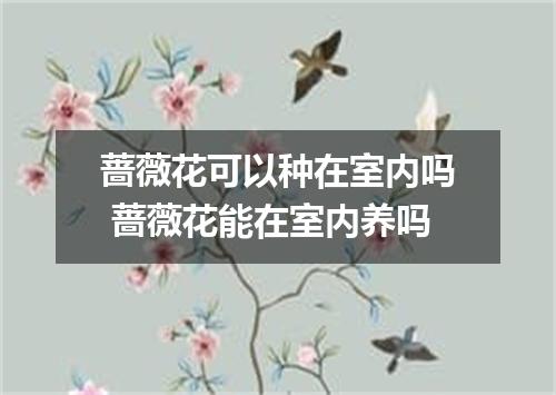 蔷薇花可以种在室内吗 蔷薇花能在室内养吗