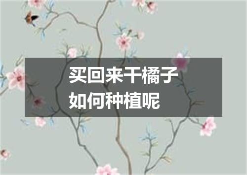 买回来干橘子如何种植呢