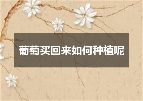 葡萄买回来如何种植呢