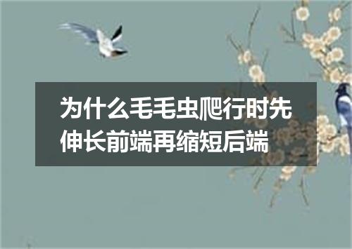 为什么毛毛虫爬行时先伸长前端再缩短后端