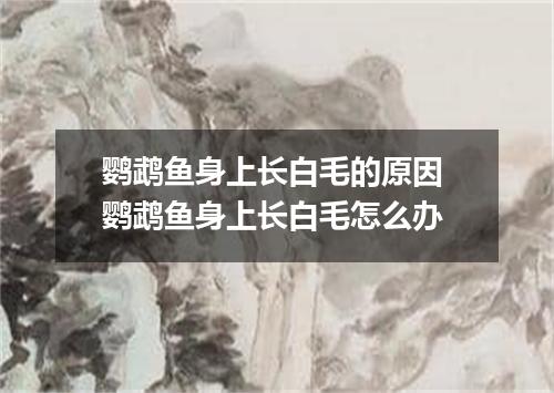 鹦鹉鱼身上长白毛的原因 鹦鹉鱼身上长白毛怎么办