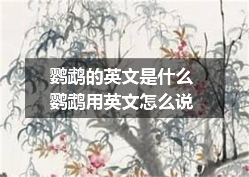 鹦鹉的英文是什么 鹦鹉用英文怎么说