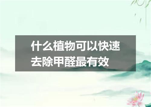 什么植物可以快速去除甲醛最有效