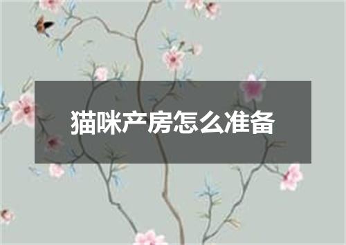 猫咪产房怎么准备