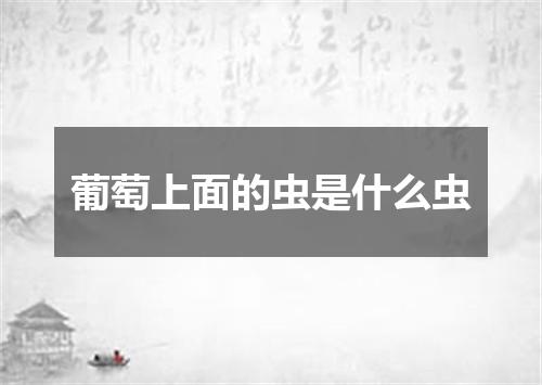 葡萄上面的虫是什么虫