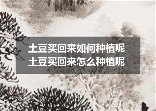 土豆买回来如何种植呢 土豆买回来怎么种植呢