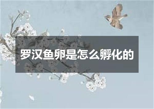 罗汉鱼卵是怎么孵化的