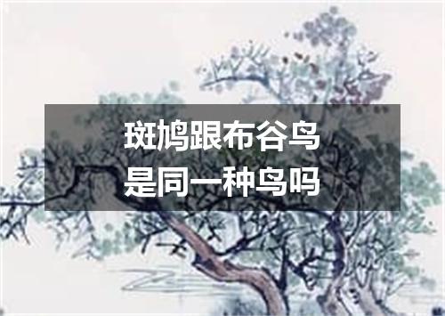 斑鸠跟布谷鸟是同一种鸟吗