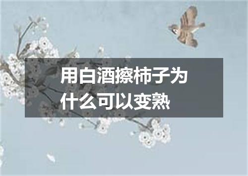 用白酒擦柿子为什么可以变熟