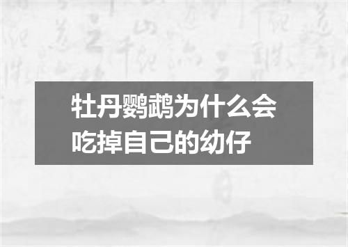 牡丹鹦鹉为什么会吃掉自己的幼仔