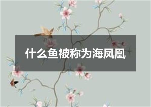 什么鱼被称为海凤凰
