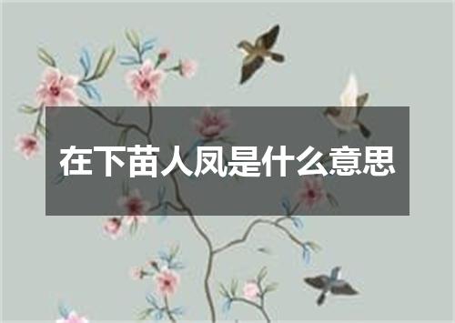 在下苗人凤是什么意思