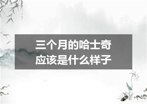 三个月的哈士奇应该是什么样子