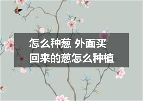 怎么种葱 外面买回来的葱怎么种植