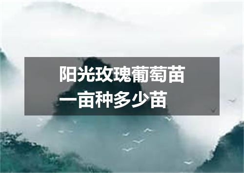 阳光玫瑰葡萄苗一亩种多少苗