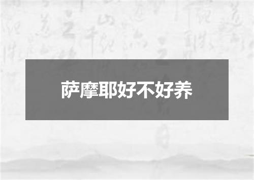 萨摩耶好不好养