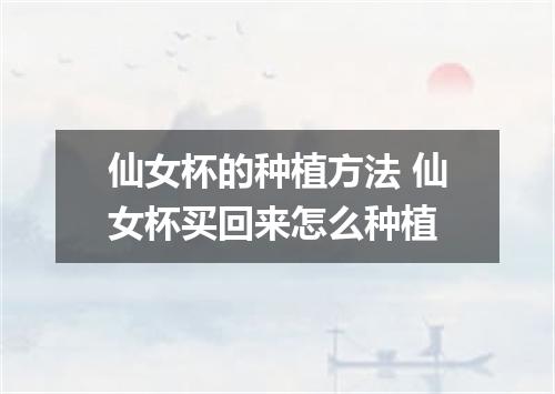 仙女杯的种植方法 仙女杯买回来怎么种植