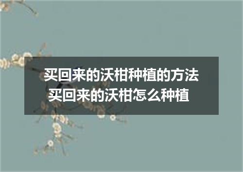 买回来的沃柑种植的方法 买回来的沃柑怎么种植
