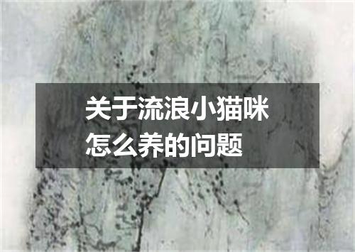 关于流浪小猫咪怎么养的问题